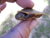 Live freshwater turtle