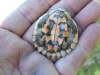 Underside of a freshwater turtle