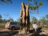 Large ant hill