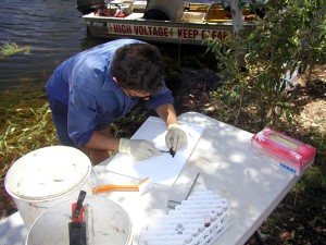 Collecting fish tissue for heavy metal analysis
